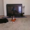 creepigurl - Nibz in front of our new fireplace (me in the glass)