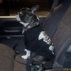 jeepster nibz