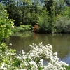 Setauket Mill Pond- Frank Melville Memorial Park