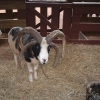 crazy goat
